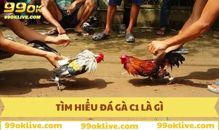 Đá Gà C1 - Mọi Điều Cược Thủ Cần Biết Trong Năm 2025 383 Giới thiệu hình thức giải trí đá gà C1 là gì