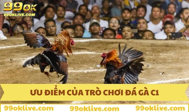 Đá Gà C1 - Mọi Điều Cược Thủ Cần Biết Trong Năm 2025 383 Các yếu tố đặc biệt của loại hình đá gà C1